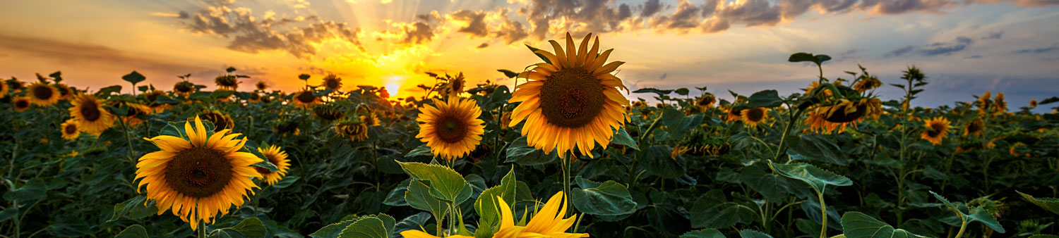 Panoramic Sunflowers Splashbac - Phone Cases Custom review and price