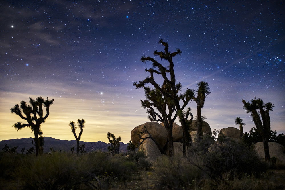 Joshua Tree Park Splashback  - - Phone Cases Custom review and price