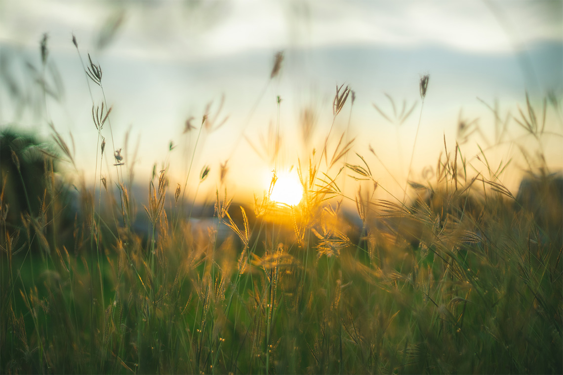 Prairie Grass at Twilight Spla - Phone Cases Custom review and price